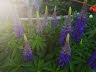 Lupinien